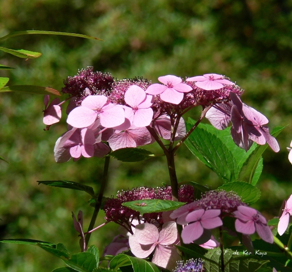 Bois des Moutiers  (66) Summer 2012